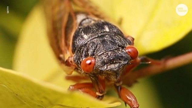 Pinecone Cicada – Fly Fish Food
